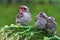 Three young yellow vented bulbul are starving.