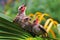 Three young yellow vented bulbul are starving.