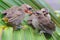 Three young yellow vented bulbul are starving.