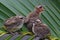 Three young yellow vented bulbul who are just learning to fly are perched on a palm flower.