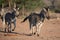 Three young Zebra stallions running during golden hour in Africa