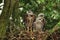 Three youngs buzzards on the nest