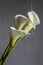 Three Zantedeschia aethiopica in a minimalist studio photo. selective focus. copy space. wedding bouquet. water lily