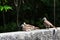 Three zebra doves resting on wall