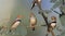 Three Zebra Finches on a branch