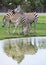 Three zebra on green field eating grass leaves use for african a