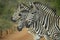 Three Zebra Portrait in Kruger National Park