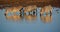 Three Zebra in the river in Africa.