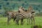 Three zebra stand resting on each other