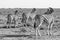 Three Zebra turn and face the same direction in Etosha national park, Namibia