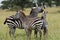 Three zebras cuddling
