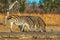 Three Zebras drinking