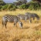 Three zebras grazing in the wild