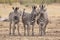 Three zebras, Kruger Park, South Africa