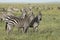 Three zebras looking alert standing in the grassy plains of Serengeti National Park in Tanzania