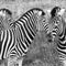 Three zebras, photographed in monochrome at Port Lympne Safari Park, Ashford, Kent UK