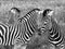 Three zebras, photographed in monochrome at Port Lympne Safari Park, Ashford, Kent UK