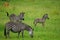 Three Zebras on the plains of Africa