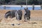 Three zebras in Ramat Gan safari. Israel.