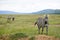 Three zebras on the savanna