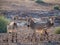 Three zebras standing in rocky surroundings during afternoon light, Palmwag Concession, Namibia, Africa