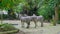 Three zebras wagging tails in zoo