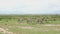 Three zebras walk along the road among the green grass of savanna