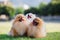 Three Zverg Spitz Pomeranian puppies in a meadow