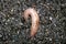 Threeband garden slug (Ambigolimax valentianus) on the black floor : (pix Sanjiv Shukla)