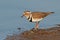 Threebanded plover