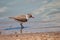Threebanded plover national park kruger south africa