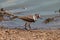 Threebanded plover national park kruger south africa