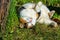 Threechromatic luck cat roams through the meadow