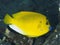 Threespot angelfish