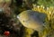 Threespot Damselfish