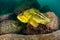 Threestripe rockfishes under water in sea of japan