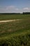 Threshed field in summer with a birch trees plantation in the distance