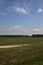 Threshed field in summer with a birch trees plantation in the distance