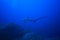 Thresher shark