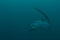 Thresher shark approaching