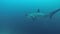 Thresher Shark Closeup Swimming In Deep Blue Ocean At Malapascua island Philippines