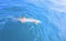 Thresher shark in the Indian Ocean