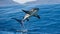 A thresher shark leaping out of the water