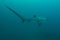 Thresher shark profile