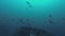 Thresher Shark Swimming Over Coral Sea Mount & Small School Of Fish In Philippines