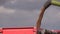 Thresher unloads wheat grain on farmland field background