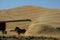 THRESHING BEE LABOR DAY IN PALOUSE WHITEMAN COUNTRY