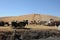 THRESHING BEE LABOR DAY IN PALOUSE WHITEMAN COUNTRY