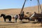 THRESHING BEE LABOR DAY IN PALOUSE WHITEMAN COUNTRY