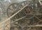 Threshing the grain- a threshing machine in operation